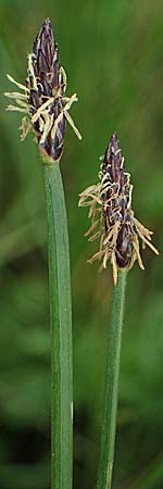 Eleocharis palustris agg. \ Gewhnliche Sumpfbinse, Gemeine Sumpfsimse / Common Spike Rush, F Sermoyer 4.5.2023