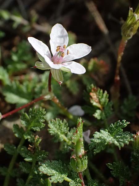 Erodium lebelii \ Drsiger Reiherschnabel / Lebel's Stork's-Bill, F Martigues 17.3.2024
