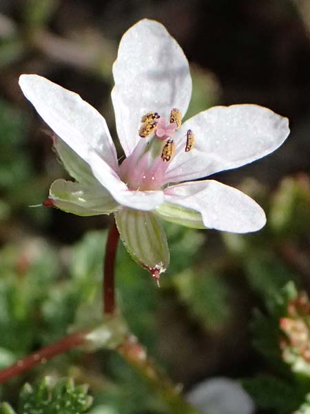 Erodium lebelii \ Drsiger Reiherschnabel / Lebel's Stork's-Bill, F Martigues 17.3.2024