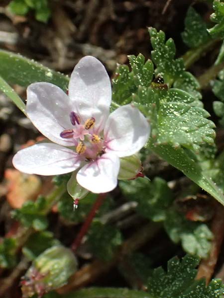 Erodium lebelii \ Drsiger Reiherschnabel / Lebel's Stork's-Bill, F Martigues 17.3.2024