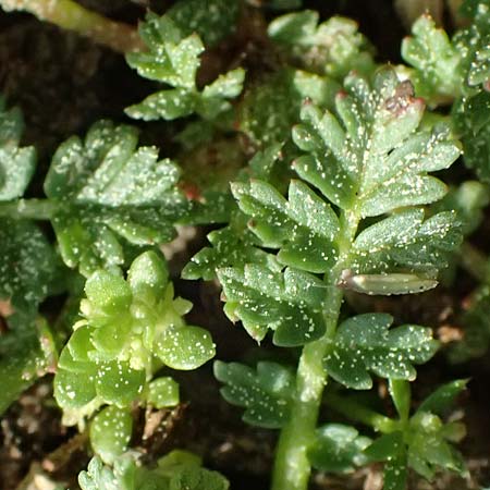 Erodium lebelii \ Drsiger Reiherschnabel / Lebel's Stork's-Bill, F Martigues 17.3.2024