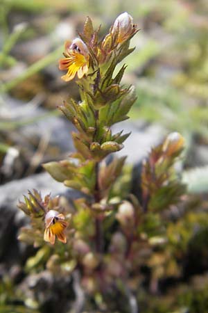 Euphrasia minima \ Zwerg-Augentrost / Dwarf Eyebright, F Pyrenäen/Pyrenees, Col de Pourtalet 25.8.2011