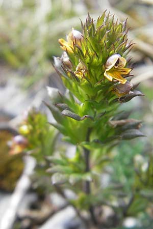 Euphrasia minima \ Zwerg-Augentrost / Dwarf Eyebright, F Pyrenäen/Pyrenees, Col de Pourtalet 25.8.2011