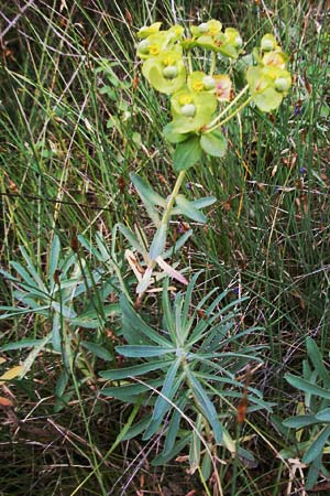 Euphorbia nicaeensis subsp. nicaeensis \ Nizza-Wolfsmilch / Southern Spurge, Honey-Flowered Spurge, F Valleraugue 8.6.2006