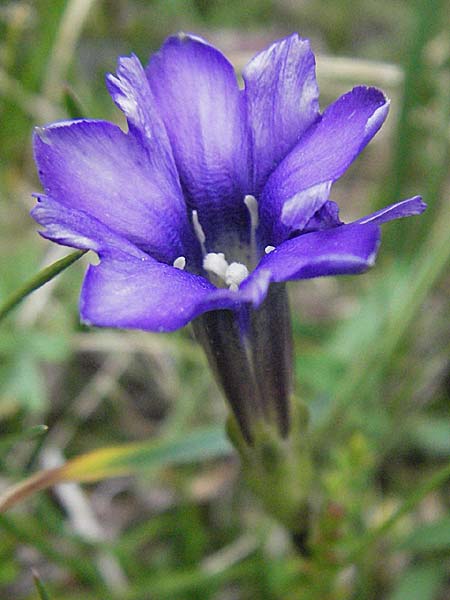 Gentiana pyrenaica \ Pyren&auml;en-Enzian / Pyrenean Gentian, Andorra Estany de Pessons 10.8.2006