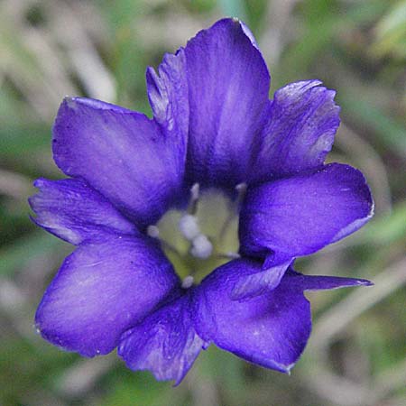Gentiana pyrenaica \ Pyren&auml;en-Enzian / Pyrenean Gentian, Andorra Estany de Pessons 10.8.2006