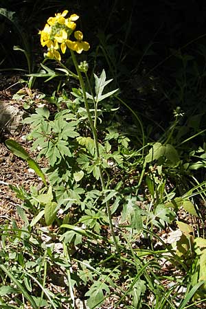 Coincya monensis subsp. cheiranthos \ Lacksenf / Wallflower Cabbage, F Mont Aigoual 29.5.2009