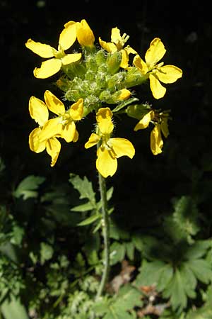Coincya monensis subsp. cheiranthos \ Lacksenf / Wallflower Cabbage, F Mont Aigoual 29.5.2009