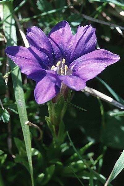 Gentiana pyrenaica \ Pyren&auml;en-Enzian / Pyrenean Gentian, F Pyren&auml;en/Pyrenees, Aulus 2.7.1998