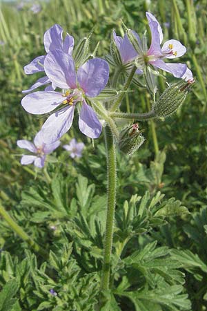 Erodium ciconium \ Gro&szlig;er Reiherschnabel / Common Stork's-Bill, F Aspres 12.5.2007