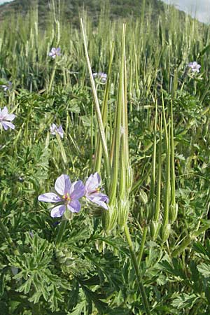 Erodium ciconium \ Gro&szlig;er Reiherschnabel / Common Stork's-Bill, F Serres 12.5.2007