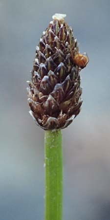 Eleocharis ovata \ Eifrmige Sumpfbinse / Ovate Spike Rush, F Sundgau 24.9.2021