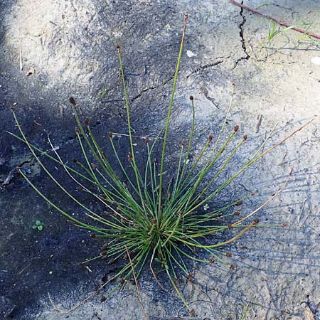 Eleocharis ovata \ Eifrmige Sumpfbinse / Ovate Spike Rush, F Sundgau 24.9.2021