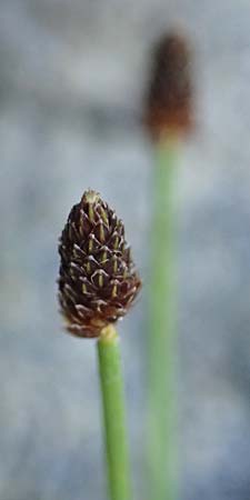Eleocharis ovata \ Eifrmige Sumpfbinse / Ovate Spike Rush, F Sundgau 24.9.2021