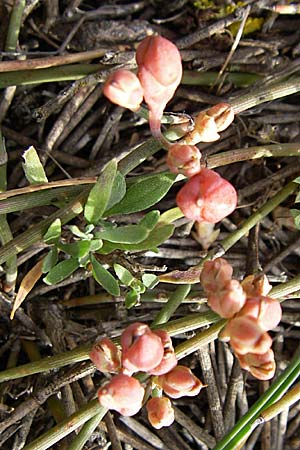 Ephedra distachya \ Gewhnliches Meertrubel / Joint Pine, F Toreilles 24.6.2008