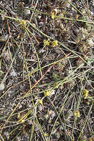 Ephedra distachya \ Gewhnliches Meertrubel / Joint Pine, F Toreilles 24.6.2008