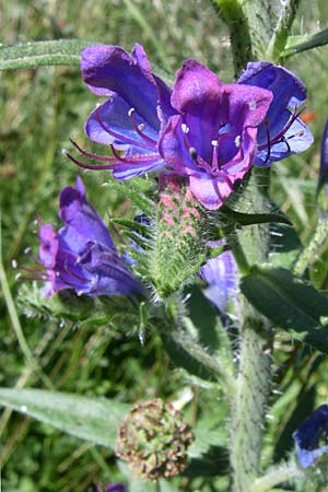 Echium plantagineum \ Wegerich-Natternkopf / Purple Viper's Bugloss, F Pyrenäen/Pyrenees, Eyne 26.6.2008