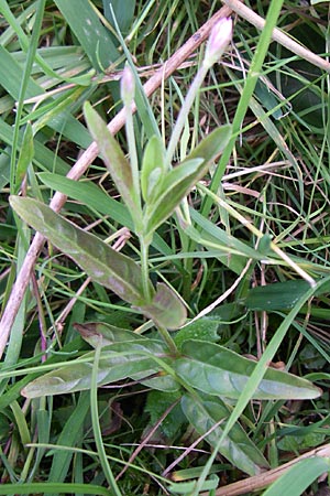 Epilobium palustre \ Sumpf-Weidenrschen / Marsh Willowherb, F Chaume de Chitelet 5.8.2008