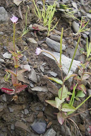 Epilobium duriaei \ Durieus Weidenrschen / Durieu's Willowherb, F Pyrenäen/Pyrenees, Col de Pourtalet 25.8.2011