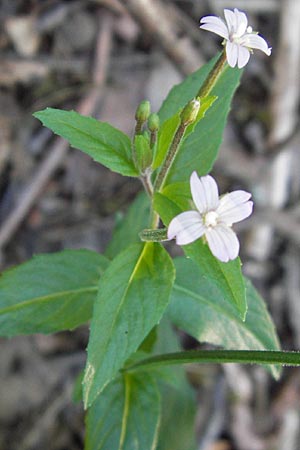 Epilobium collinum \ Hgel-Weidenrschen / Hill Willowherb, F Bitche 8.9.2012