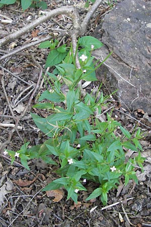 Epilobium collinum \ Hgel-Weidenrschen / Hill Willowherb, F Bitche 8.9.2012