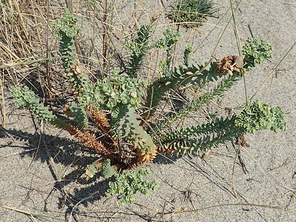 Euphorbia paralias \ K&uuml;sten-Wolfsmilch / Sea Spurge, F Canet-en-Roussillon 27.7.2018