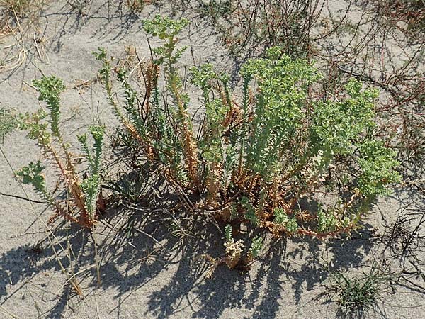 Euphorbia paralias \ K&uuml;sten-Wolfsmilch / Sea Spurge, F Canet-en-Roussillon 27.7.2018