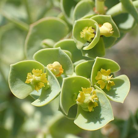 Euphorbia paralias \ K&uuml;sten-Wolfsmilch / Sea Spurge, F Canet-en-Roussillon 27.7.2018