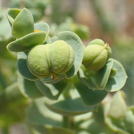 Euphorbia paralias \ K&uuml;sten-Wolfsmilch / Sea Spurge, F Canet-en-Roussillon 27.7.2018