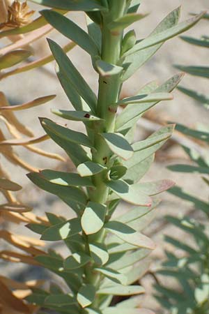 Euphorbia paralias \ K&uuml;sten-Wolfsmilch / Sea Spurge, F Canet-en-Roussillon 27.7.2018