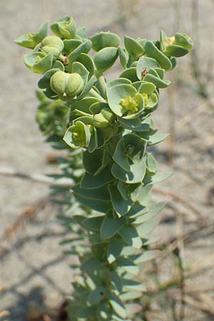 Euphorbia paralias \ K&uuml;sten-Wolfsmilch / Sea Spurge, F Canet-en-Roussillon 27.7.2018