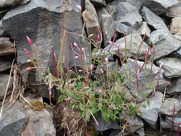 Epilobium collinum \ Hgel-Weidenrschen / Hill Willowherb, F Pyrenäen/Pyrenees, Puigmal 29.7.2018