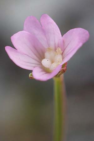 Epilobium collinum \ Hgel-Weidenrschen / Hill Willowherb, F Pyrenäen/Pyrenees, Puigmal 29.7.2018