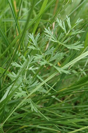 Selinum pyrenaeum \ Berg-Silge, Pyrenen-Brustwurz / Pyrenean Angelica, F Pyrenäen/Pyrenees, Mont Llaret 31.7.2018