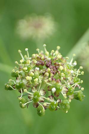 Selinum pyrenaeum \ Berg-Silge, Pyrenen-Brustwurz / Pyrenean Angelica, F Pyrenäen/Pyrenees, Mont Llaret 31.7.2018