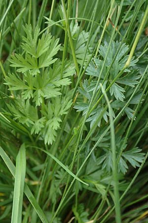 Selinum pyrenaeum \ Berg-Silge, Pyrenen-Brustwurz / Pyrenean Angelica, F Pyrenäen/Pyrenees, Mont Llaret 31.7.2018