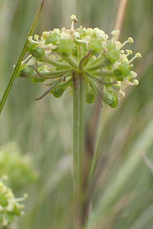 Selinum pyrenaeum \ Berg-Silge, Pyrenen-Brustwurz / Pyrenean Angelica, F Pyrenäen/Pyrenees, Mont Llaret 31.7.2018