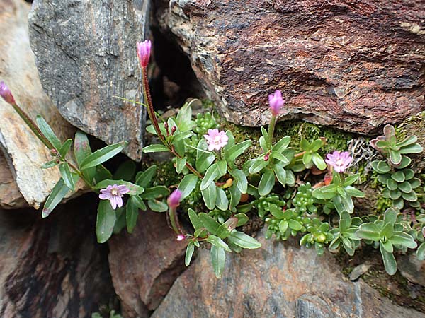 Epilobium anagallidifolium \ Alpen-Weidenrschen / Alpine Willowherb, F Pyrenäen/Pyrenees, Puigmal 1.8.2018