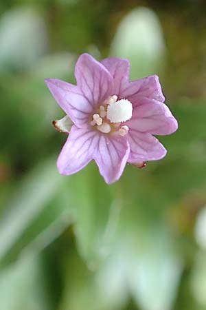 Epilobium anagallidifolium \ Alpen-Weidenrschen / Alpine Willowherb, F Pyrenäen/Pyrenees, Puigmal 1.8.2018