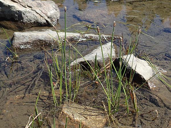 Eleocharis palustris agg. \ Gewhnliche Sumpfbinse, Gemeine Sumpfsimse / Common Spike Rush, F Pyrenäen/Pyrenees, Mont Louis 3.8.2018