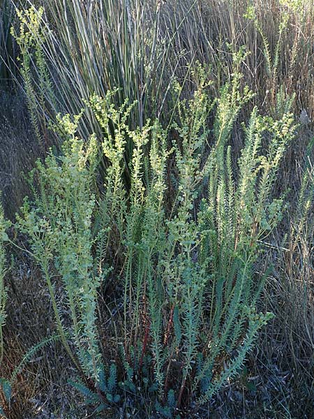 Euphorbia paralias \ K&uuml;sten-Wolfsmilch / Sea Spurge, F Martigues 8.10.2021