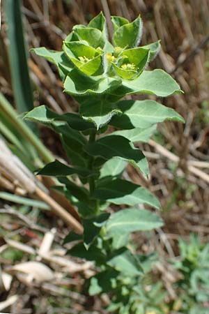 Euphorbia palustris \ Sumpf-Wolfsmilch / Marsh Spurge, F Camargue,  Mas-Thibert 2.5.2023