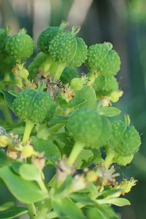 Euphorbia palustris \ Sumpf-Wolfsmilch / Marsh Spurge, F Camargue,  Mas-Thibert 2.5.2023