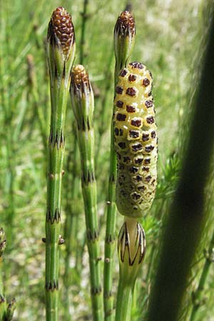 Equisetum palustre \ Sumpf-Schachtelhalm, Duwock / Marsh Horsetail, F Castellane 12.5.2007