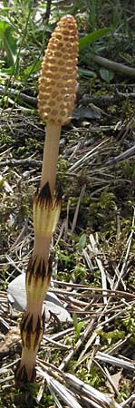 Equisetum arvense \ Acker-Schachtelhalm, Zinnkraut / Field Horsetail, F Castellane 12.5.2007