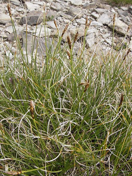 Carex rupestris ? \ Felsen-Segge / Rock Sedge, F Col de la Bonette 8.7.2016