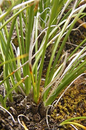 Carex rupestris ? \ Felsen-Segge / Rock Sedge, F Col de la Bonette 8.7.2016