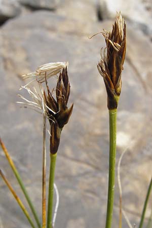 Carex rupestris ? \ Felsen-Segge / Rock Sedge, F Col de la Bonette 8.7.2016