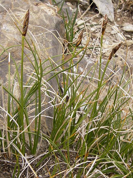 Carex rupestris ? \ Felsen-Segge / Rock Sedge, F Col de la Bonette 8.7.2016