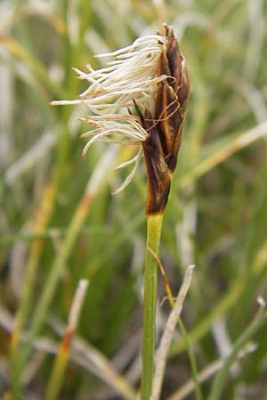 Carex rupestris ? \ Felsen-Segge / Rock Sedge, F Col de la Bonette 8.7.2016